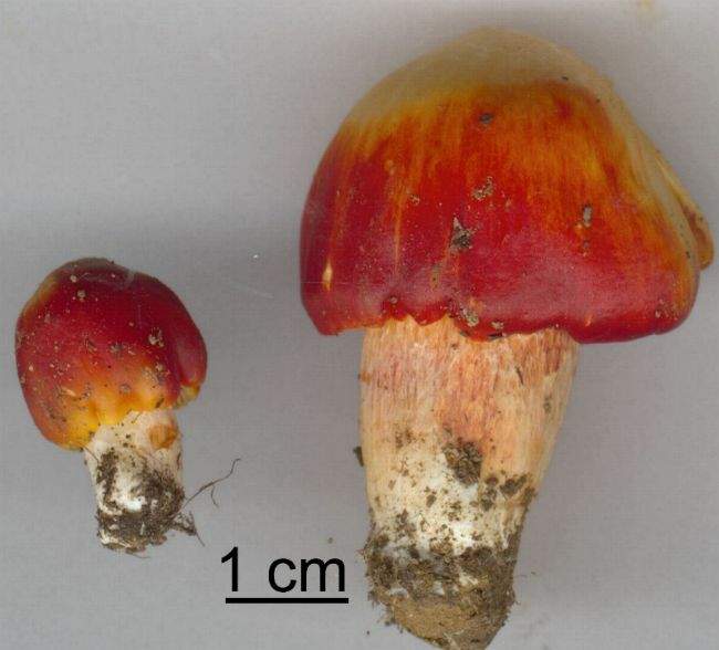 Hygrocybe punicea